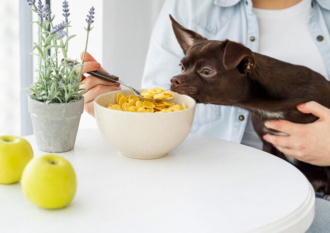 Kedinizin ve Köpeğinizin İdeal Kilosunu Koruyun: Beslenme ve Egzersiz Önerileri