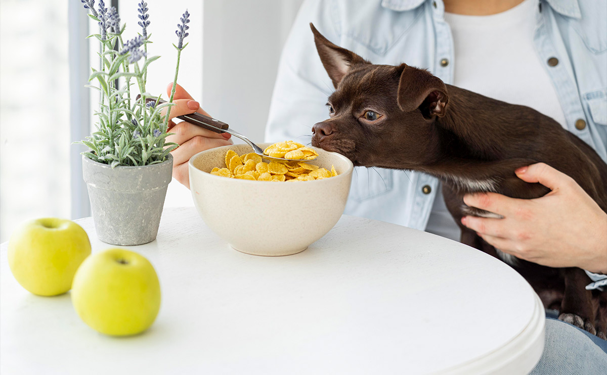 Kedinizin ve Köpeğinizin İdeal Kilosunu Koruyun: Beslenme ve Egzersiz Önerileri