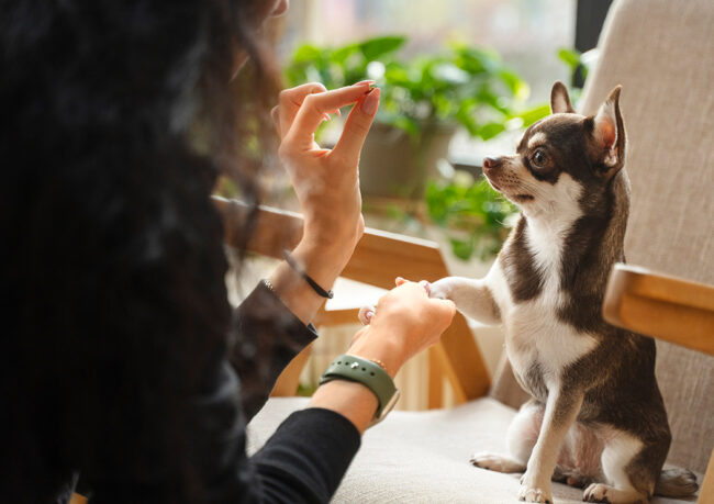 Yavru Kedi ve Köpeklerin Beslenme Rehberi: Büyüme ve Gelişme Döneminde Doğru Yaklaşım