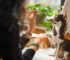 Yavru Kedi ve Köpeklerin Beslenme Rehberi: Büyüme ve Gelişme Döneminde Doğru Yaklaşım