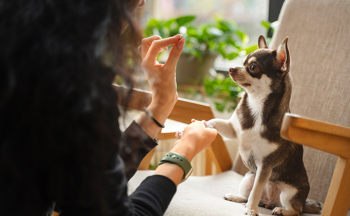 Yavru Kedi ve Köpeklerin Beslenme Rehberi: Büyüme ve Gelişme Döneminde Doğru Yaklaşım