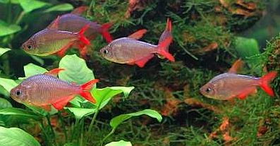 COLOMBİA TETRA 3,5 CM