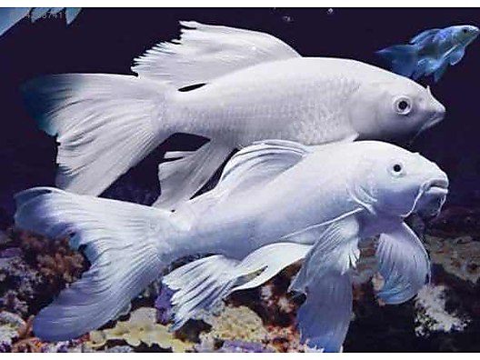 KOİ PLATİNİUM BUTTERFLY (İTHAL) 11-12 CM