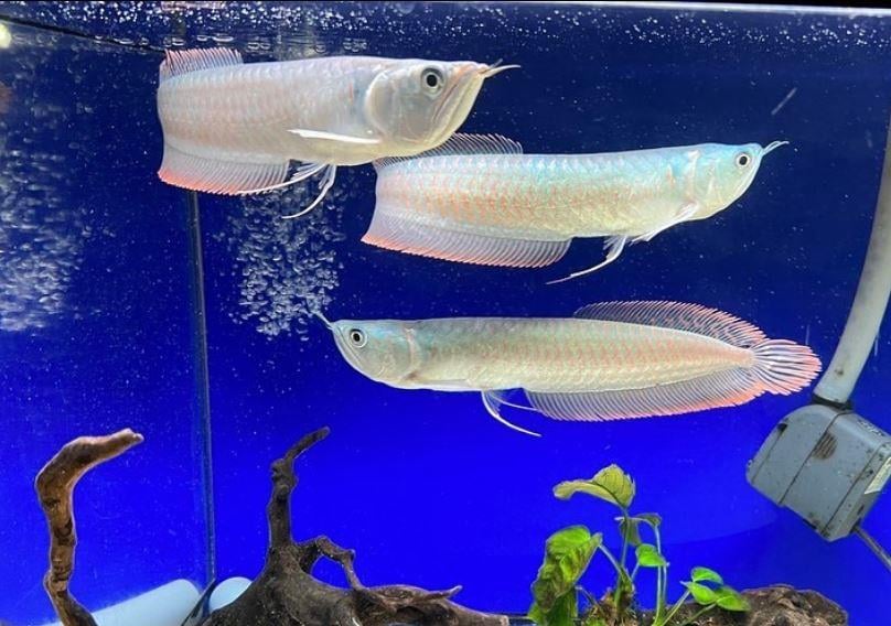 AROWANA SİLVER 14-15 CM AROWANA SİLVER 14-15 CM