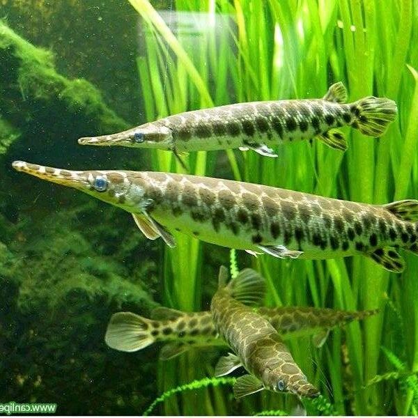 ALLİGATOR GAR TİMSAH BALIĞI 15 CM