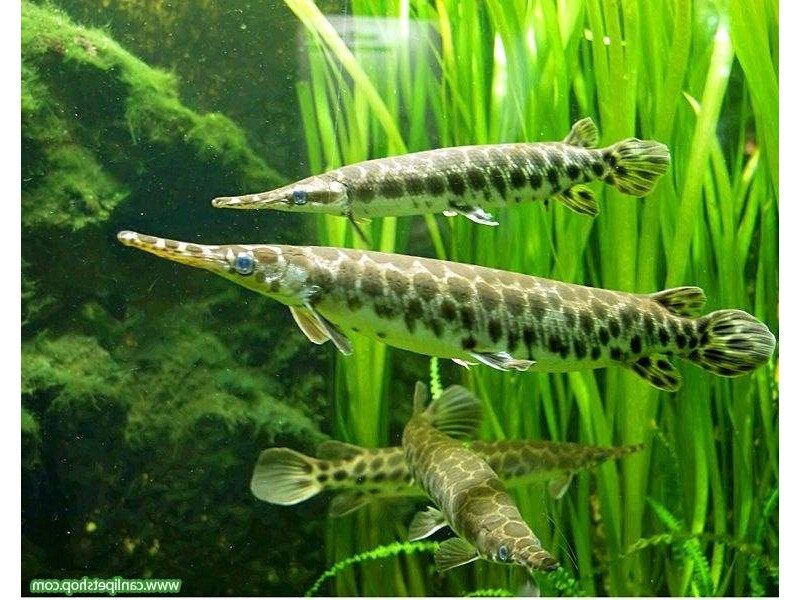 ALLİGATOR GAR TİMSAH BALIĞI 15 CM
