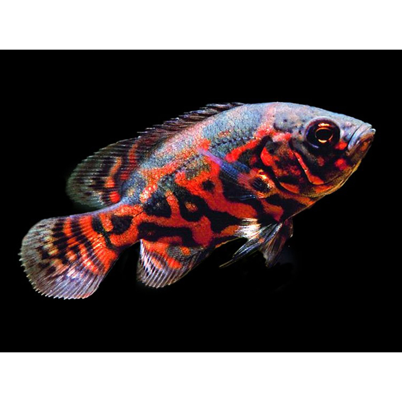 ASTRONOT SÜPER RED TİGER OSCAR 5-6 CM