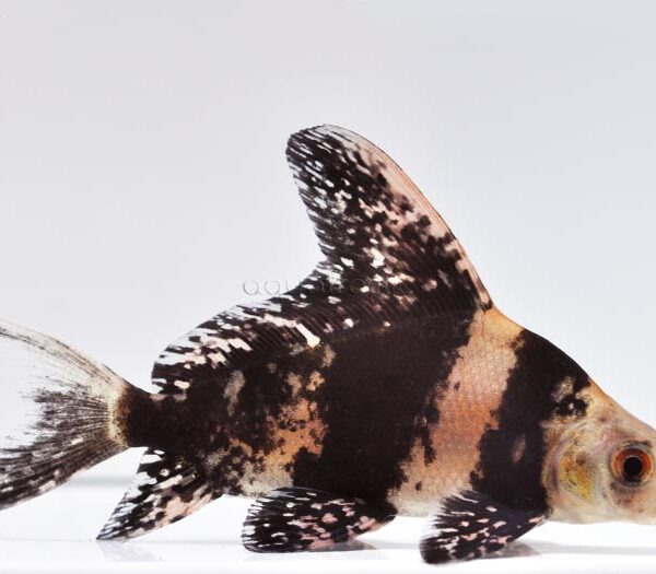 CHİNESE BANDED SHARK ÇİN EJDERİ 8-9 CM