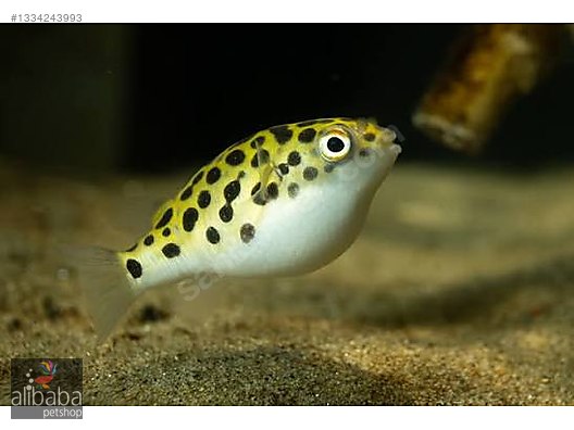 PUFFER GREEN SPOTTED 4 CM PUFFER GREEN SPOTTED 4 CM