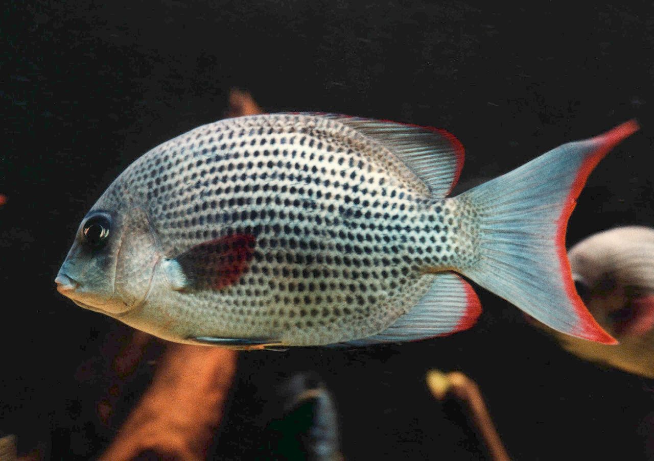MENERAMBO CİCHLİD 8-9 CM