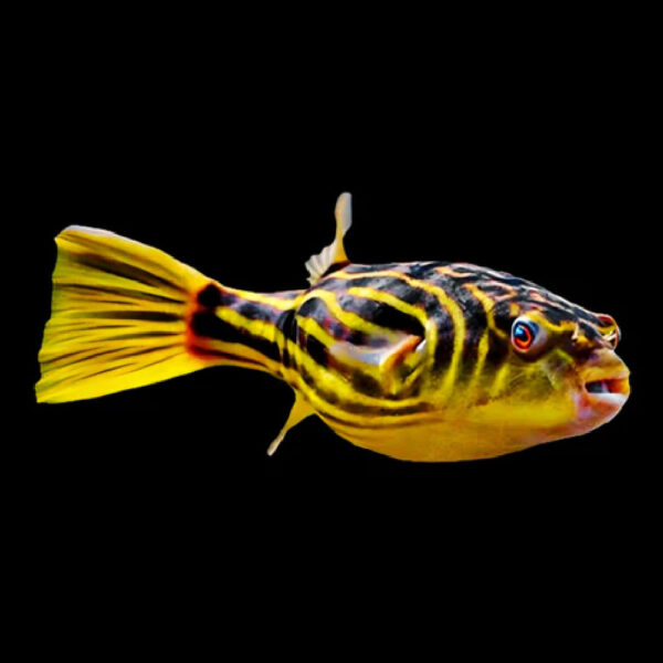 PUFFER FAHAKA 4,5 CM