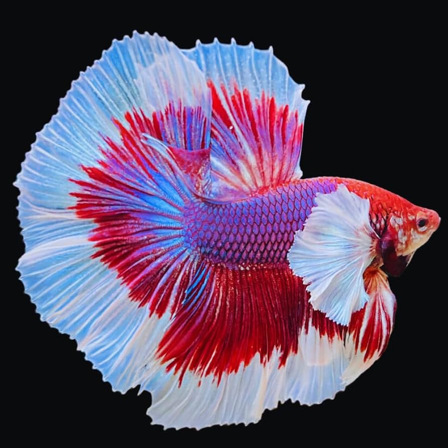 BETTA HALFMOON MALE 6-6,5 CM BETTA HALFMOON MALE 6-6,5 CM