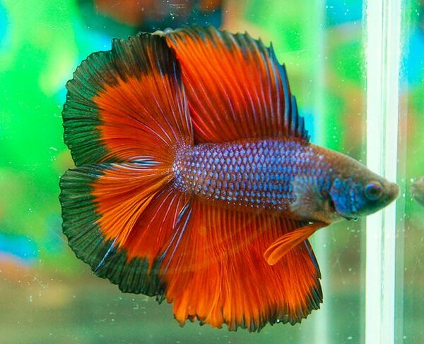 BETTA DUBLE TAİL MALE 6-6,5 CM