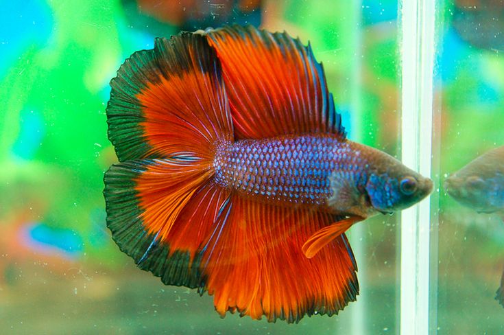 BETTA DUBLE TAİL MALE 6-6,5 CM