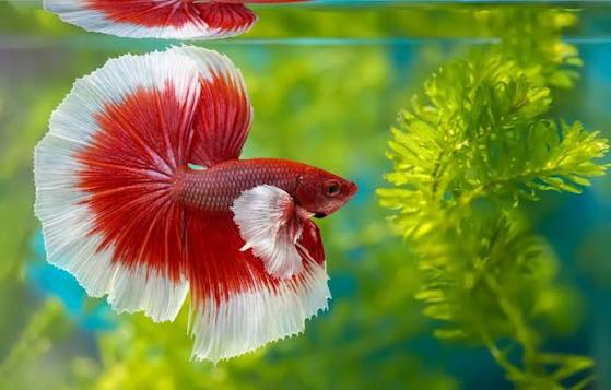 BETTA BİG EAR HALFMOON MALE 6-6,5 CM