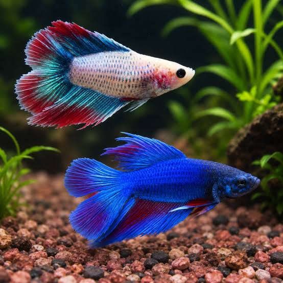 BETTA DUBLE TAİL FEMALE (DİŞİ) 5-6 CM