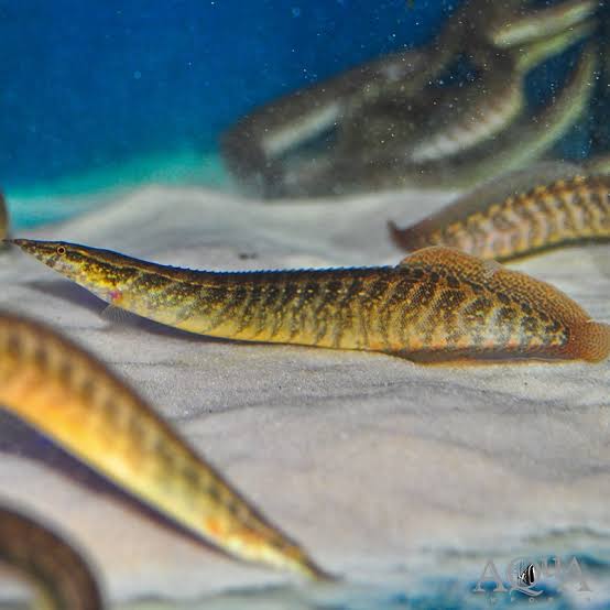MACROGNATHUS ZİGZAG EEL 12 CM
