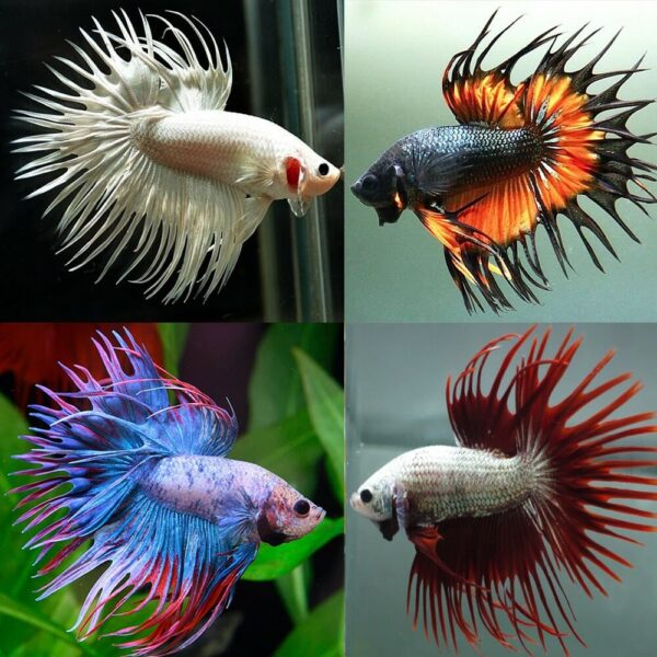 BETTA CROWN TAİL MALE 6-6,5 CM