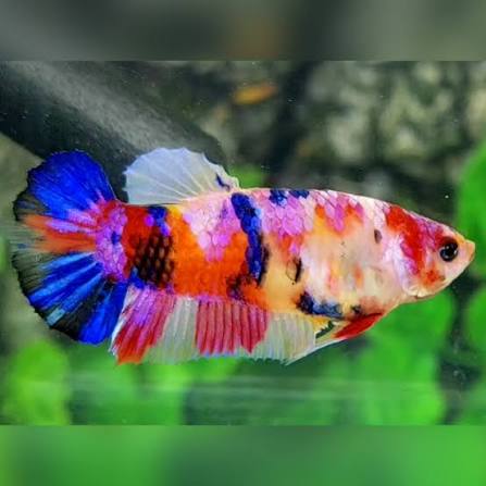 BETTA CANDY CANE FEMALE 5 CM BETTA CANDY CANE FEMALE 5 CM