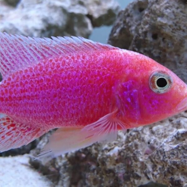 CİCHLİD PİNK PEACOCK (ŞEKER PEMBE) İTHAL 5-6 CM