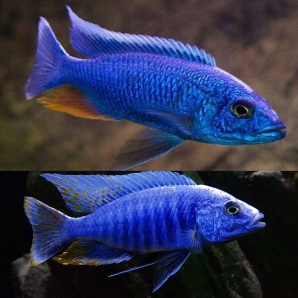 CİCHLİD ELECTRİC BLUE (AHLİ) İTHAL 5-6 CM