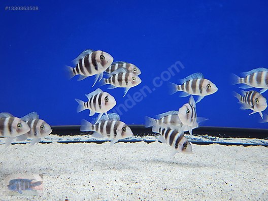 CİCHLİD FRONTOSA 4 CM