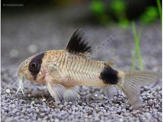 ÇÖPÇÜ PANDA 3,5 CM