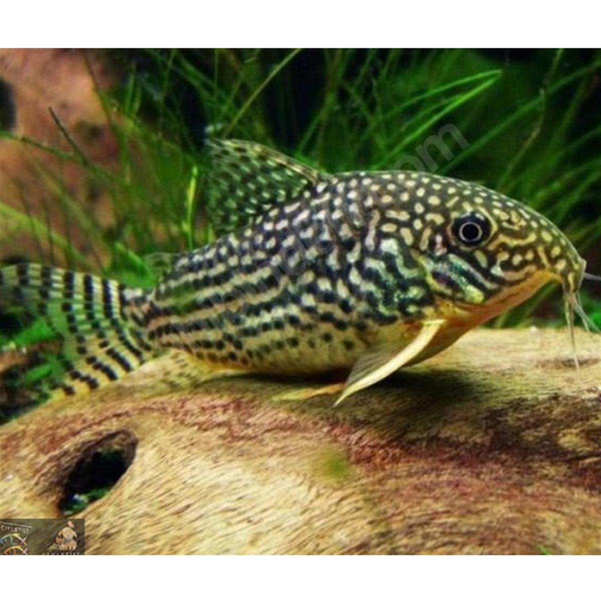 ÇÖPÇÜ STARBAİ 3,5 CM ÇÖPÇÜ STARBAİ 3,5 CM