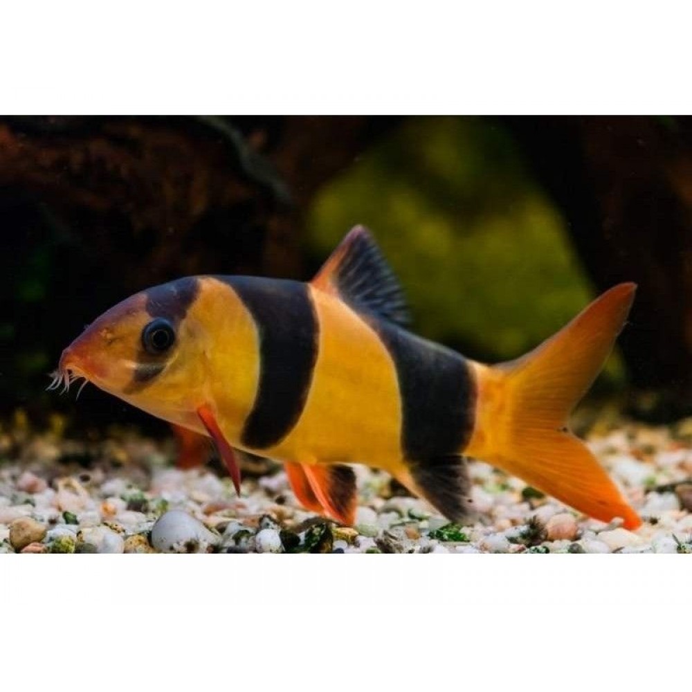MAKRAKANTA LOACH 5-6 CM
