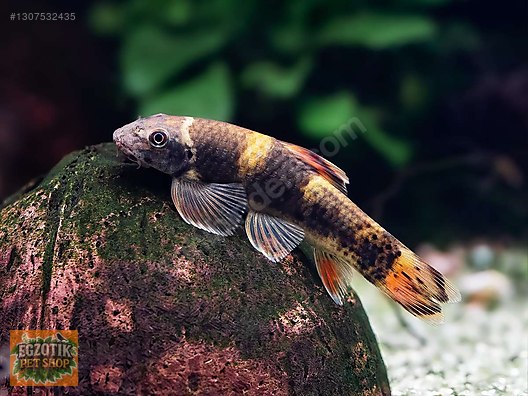 GARRA PANDA ÇÖPÇÜ 3 CM
