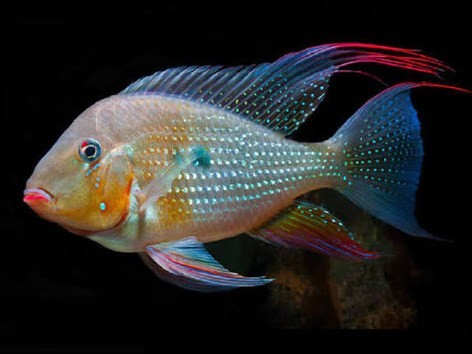 GEOPHAGOS HECKELLİ 5-6 CM