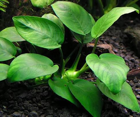 ANUBİAS BARTERİ BROAD LEAF (L013)