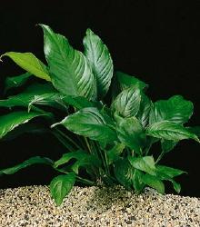 ANUBİAS HETEROPHYLLA (L) 25 CM (L355)