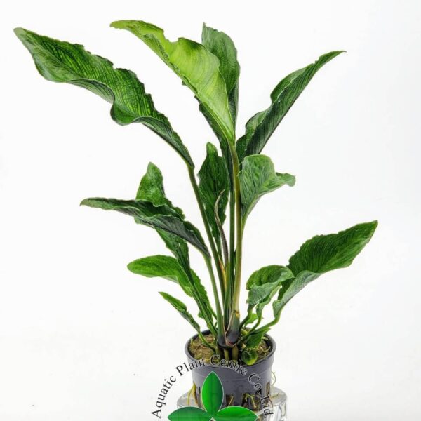 ANUBİAS HETEROPHYLLA (XL) 40 CM (L356)