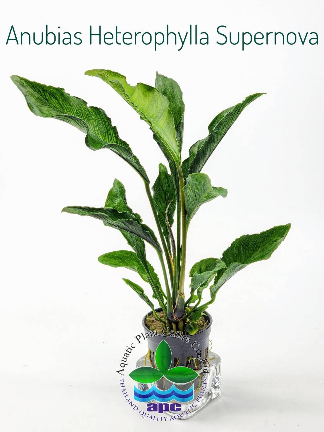 ANUBİAS HETEROPHYLLA (XL) 40 CM (L356) ANUBİAS HETEROPHYLLA (XL) 40 CM (L356)
