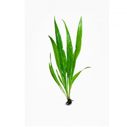 MİCROSOROUM PTEROPUS NARROW (L120)