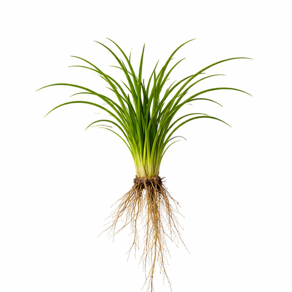 OPHİOPOGON JAPONİCA (L131)
