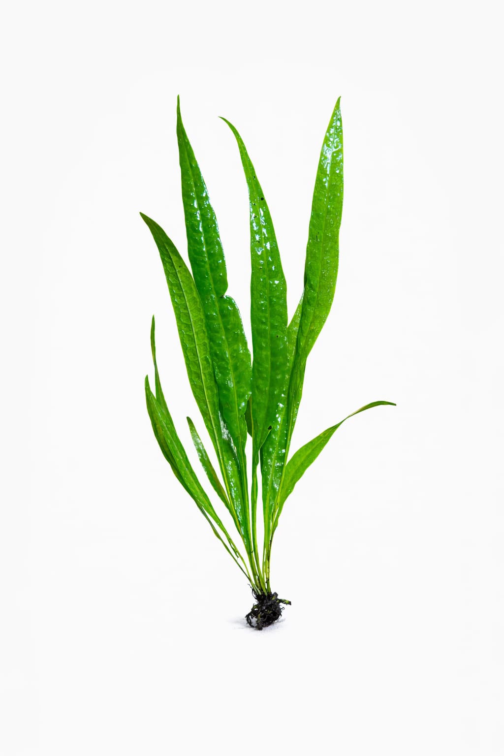 MİCROSORİUM PTEROPUS SP NARROW L 20 CM (L262) MİCROSORİUM PTEROPUS SP NARROW L 20 CM (L262)