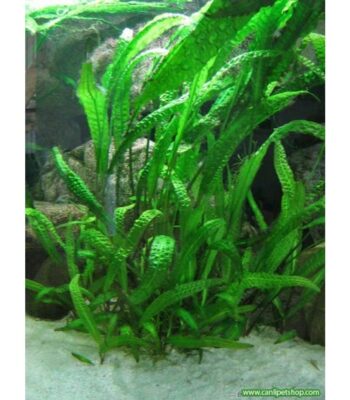 CRYPTOCORYNE VAR (AMAZON) (P035)