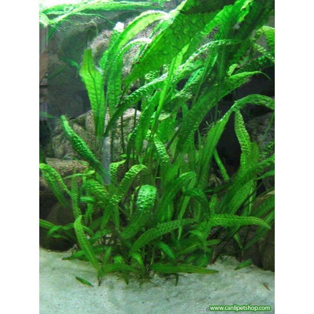 CRYPTOCORYNE VAR (AMAZON) (P035)