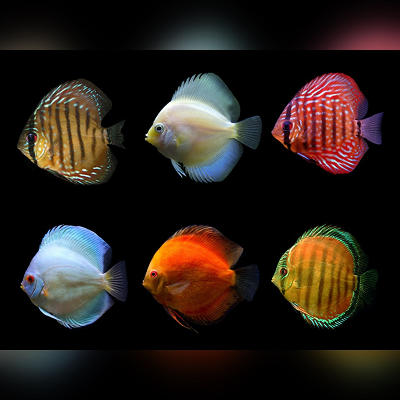DİSCUS ASSORTED A GRADE 7-7,5 CM DİSCUS ASSORTED A GRADE 7-7,5 CM