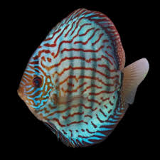 DİSCUS BLUE TURQUASE 6 CM