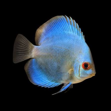 DİSCUS COBALT BLUE 6 CM