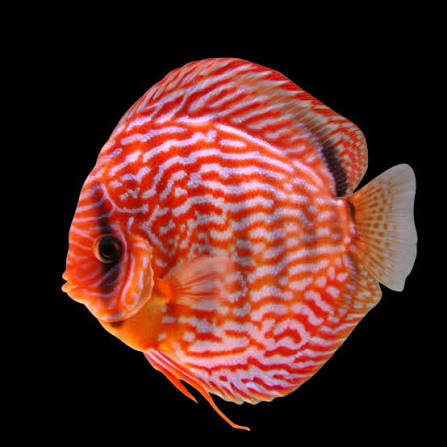 DİSCUS RED TURQUASE 8 CM