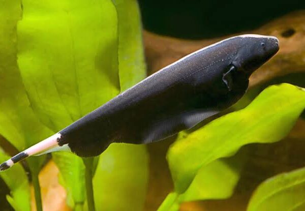 HAYALET BLACK GHOST 6-7 CM