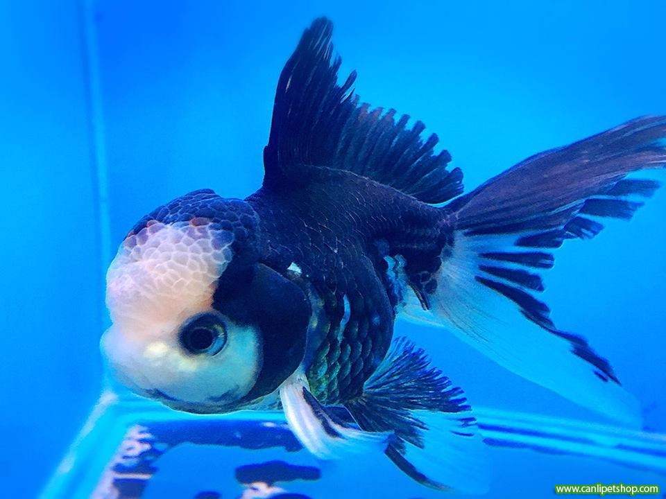 JAPON PANDA ORANDA (İTHAL) 8-9 CM