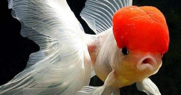 JAPON RED CAP JELLY ORANDA (İTHAL) 9-10 CM