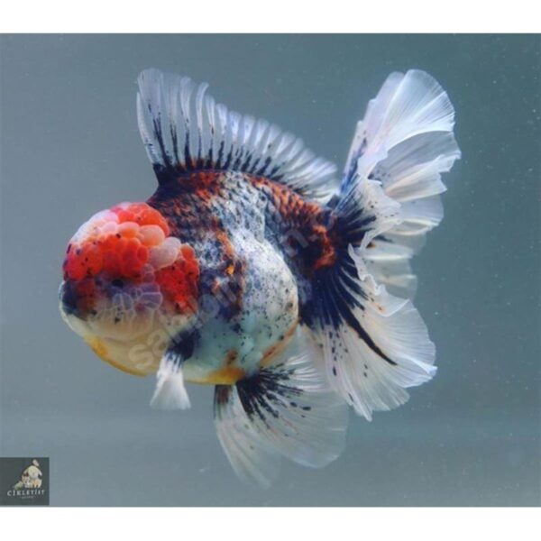 JAPON TRİCOLOR ORANDA (İTHAL) 9-10 CM