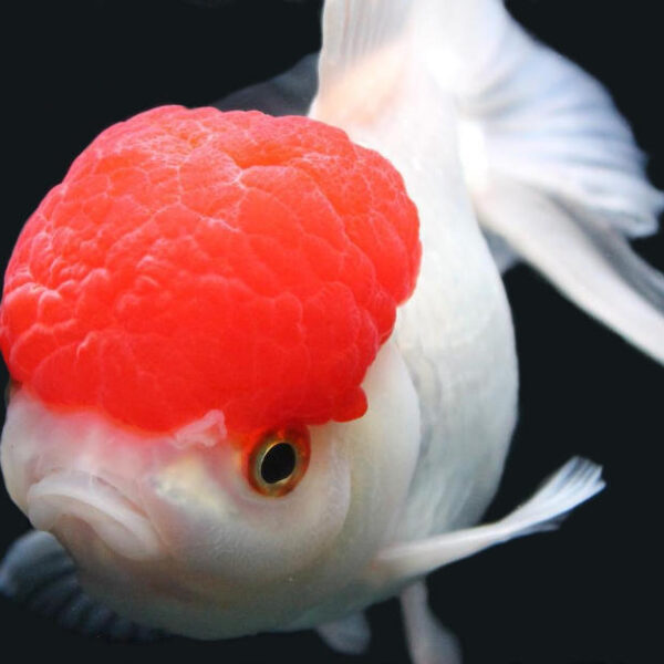 JAPON RED CAP ORANDA 14-15 CM