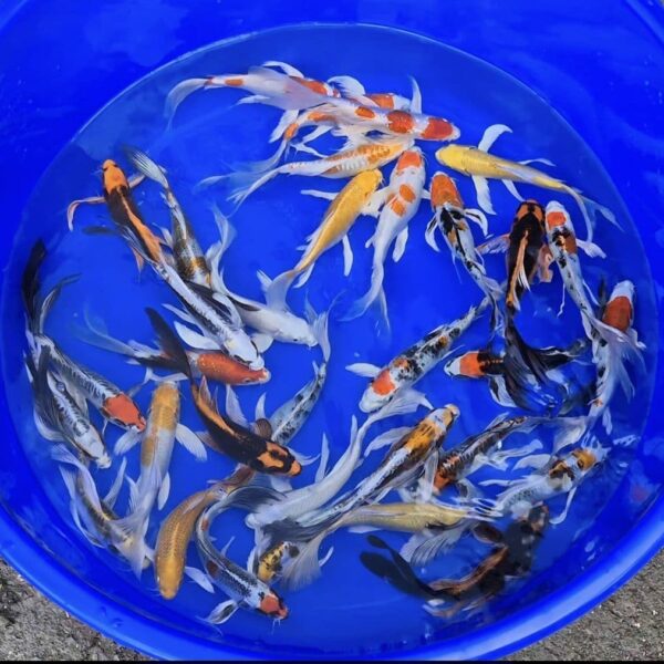 KOİ BUTTERFLY (İTHAL) KARIŞIK 12-14 CM